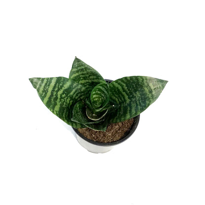 Sansevieria, 4in, Futura Robusta