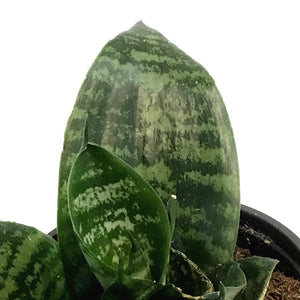 Sansevieria, 4in, Futura Robusta
