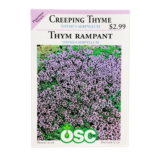 Thymus Serpyllum Creeping Thyme Seeds, OSC
