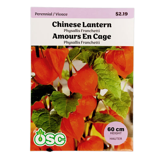 Chinese Lantern, Physallis Franchetti Seeds, OSC