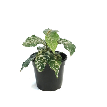 Ficus, 4in, Aspera
