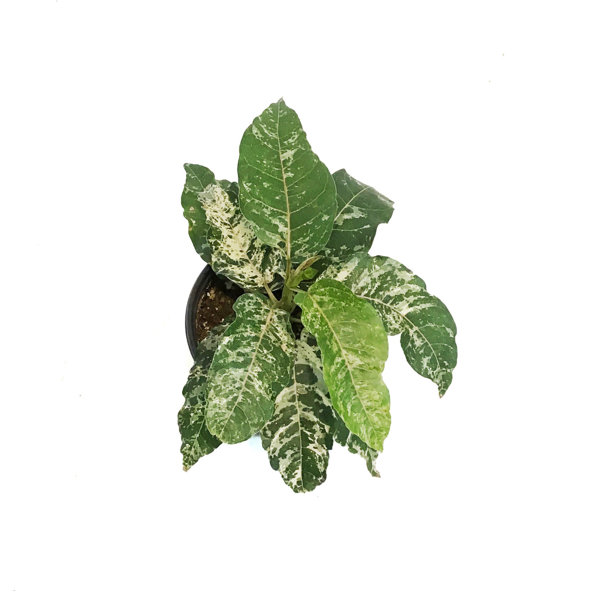 Ficus, 4in, Aspera