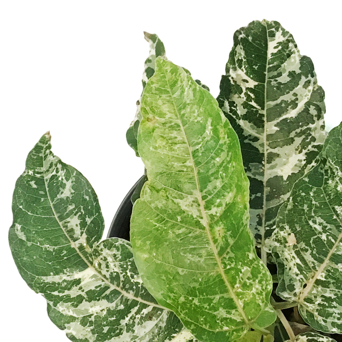 Ficus, 4in, Aspera