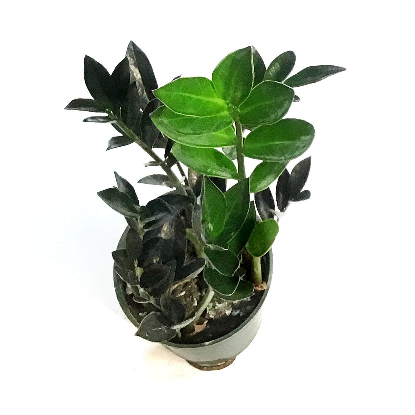 ZZ Plant, 4in, Black – Floral Acres Greenhouse & Garden Centre