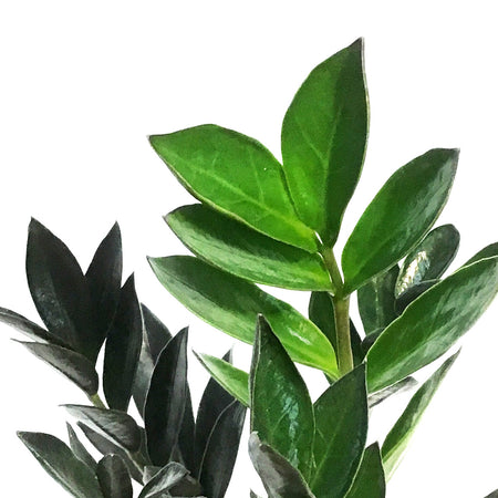 ZZ Plant, 4in, Black