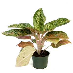 Aglaonema, 6in, Dizzy Diamond