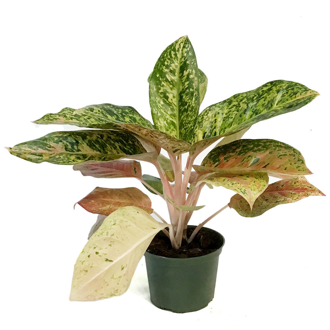 Aglaonema, 6in, Dizzy Diamond