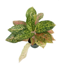 Load image into Gallery viewer, Aglaonema, 6in, Dizzy Diamond
