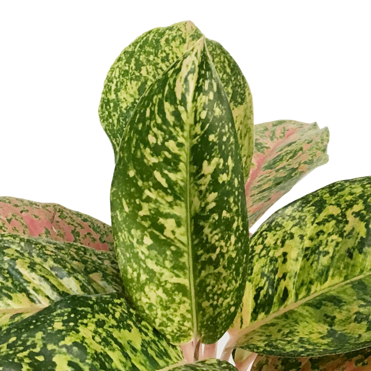 aglaonema dizzy diamond Aglaonema, 6in, Dizzy Diamond