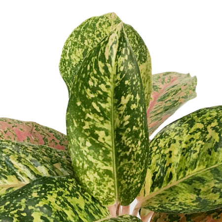 Aglaonema, 6in, Dizzy Diamond