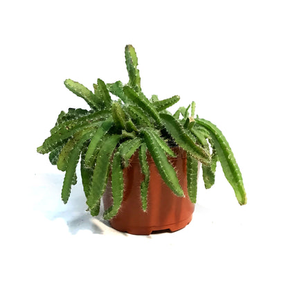 Cactus, 6in,Dragon Fruit, From Seed