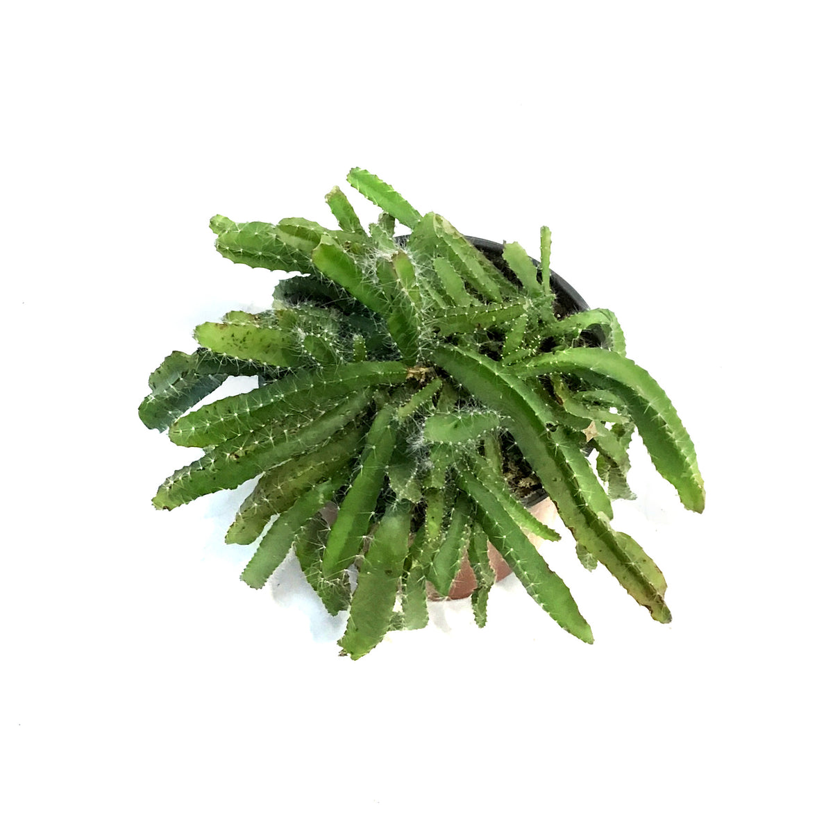 Cactus, 6in,Dragon Fruit, From Seed
