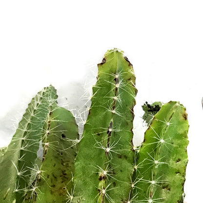 Cactus, 6in,Dragon Fruit, From Seed