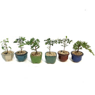 Bonsai, 3in, Mini Assorted