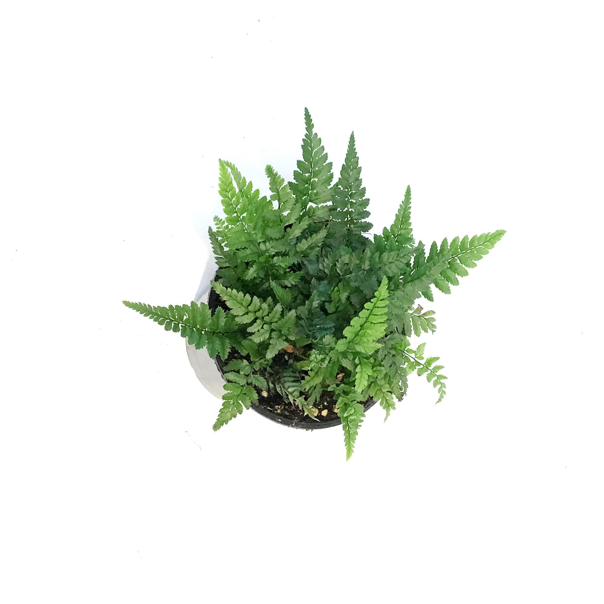 Fern, 4.5in, Korean Rock