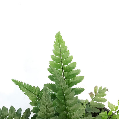 Fern, 4.5in, Korean Rock