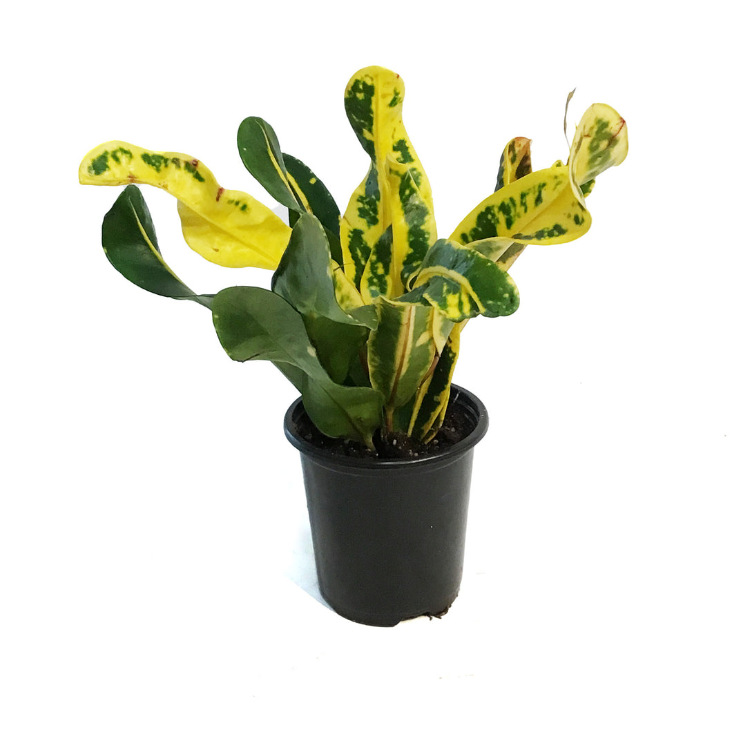 croton mammy yellow Croton, 4in, Mammy, Yellow – Floral Acres Greenhouse & Garden Centre