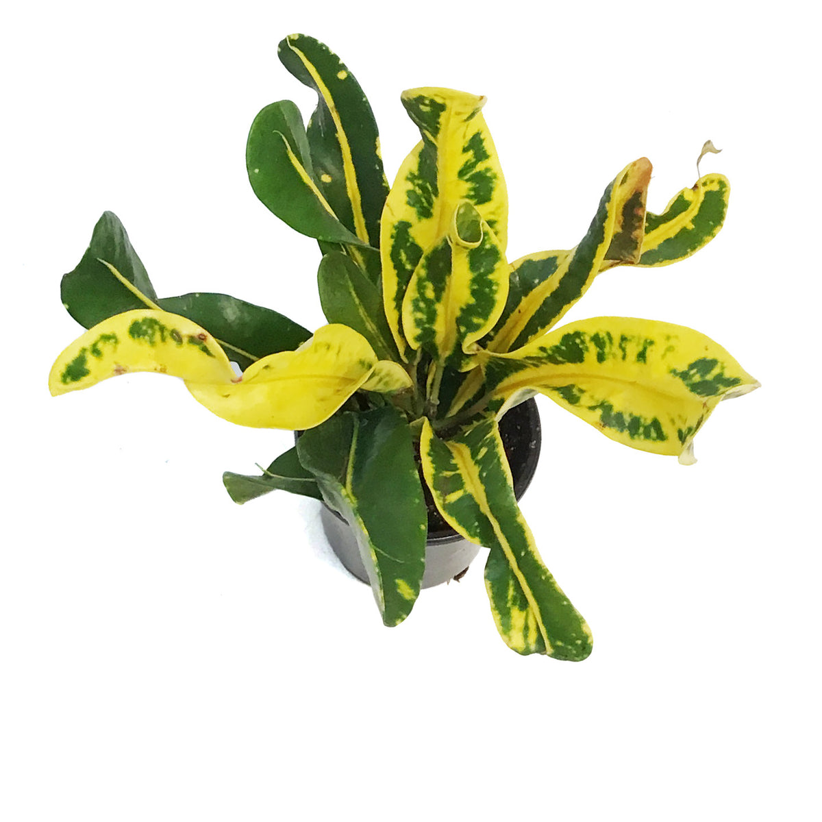 Croton, 4in, Mammy, Yellow
