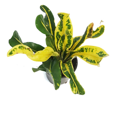Croton, 4in, Mammy, Yellow