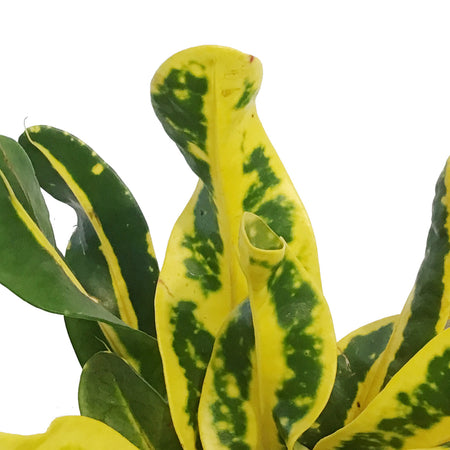Croton, 4in, Mammy, Yellow