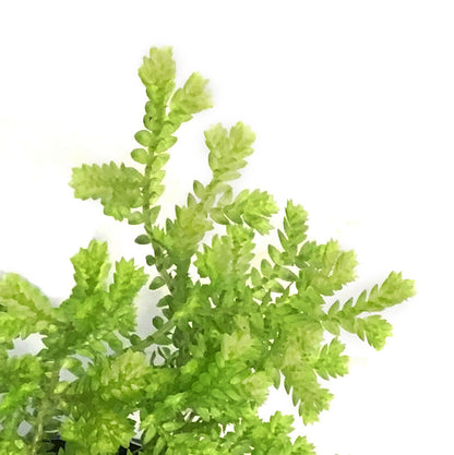 Fern, 4in, Moss LIme