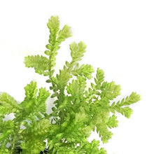 Load image into Gallery viewer, Fern, 4in, Moss LIme
