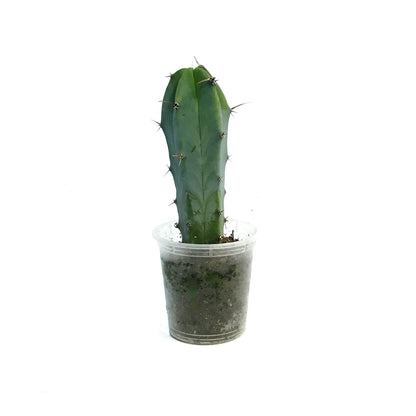 2.5in Cereus Geometrizans