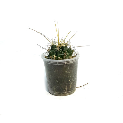 Cactus, 2.5in, Hamatocactus Setispinus