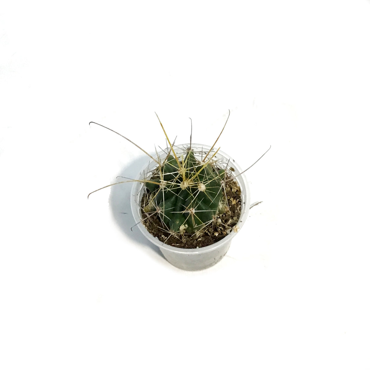 Cactus, 2.5in, Hamatocactus Setispinus