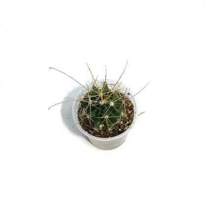 Cactus, 2.5in, Hamatocactus Setispinus