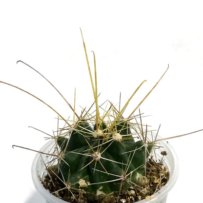 Cactus, 2.5in, Hamatocactus Setispinus