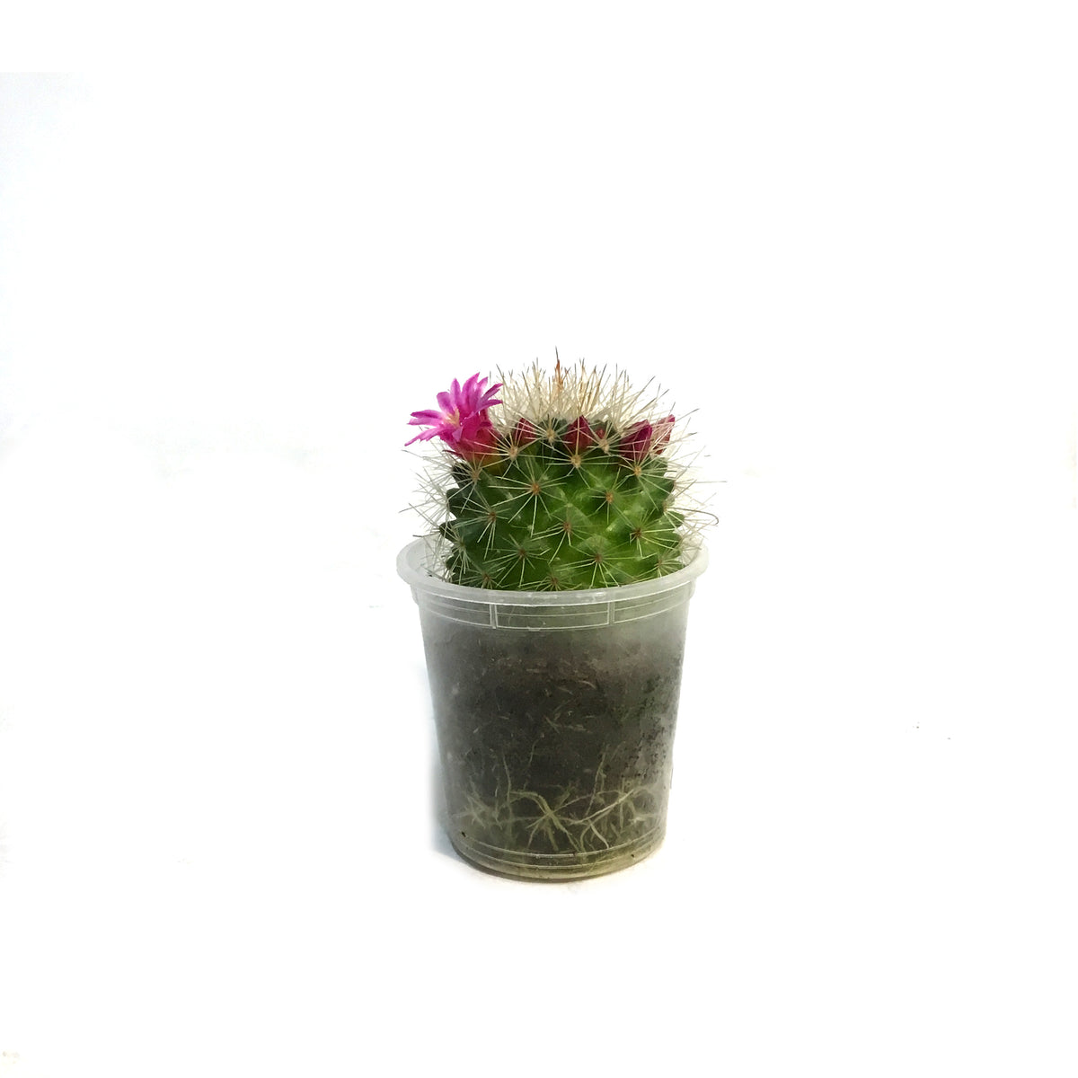 Cactus, 2.5in, Mammillaria Toluca
