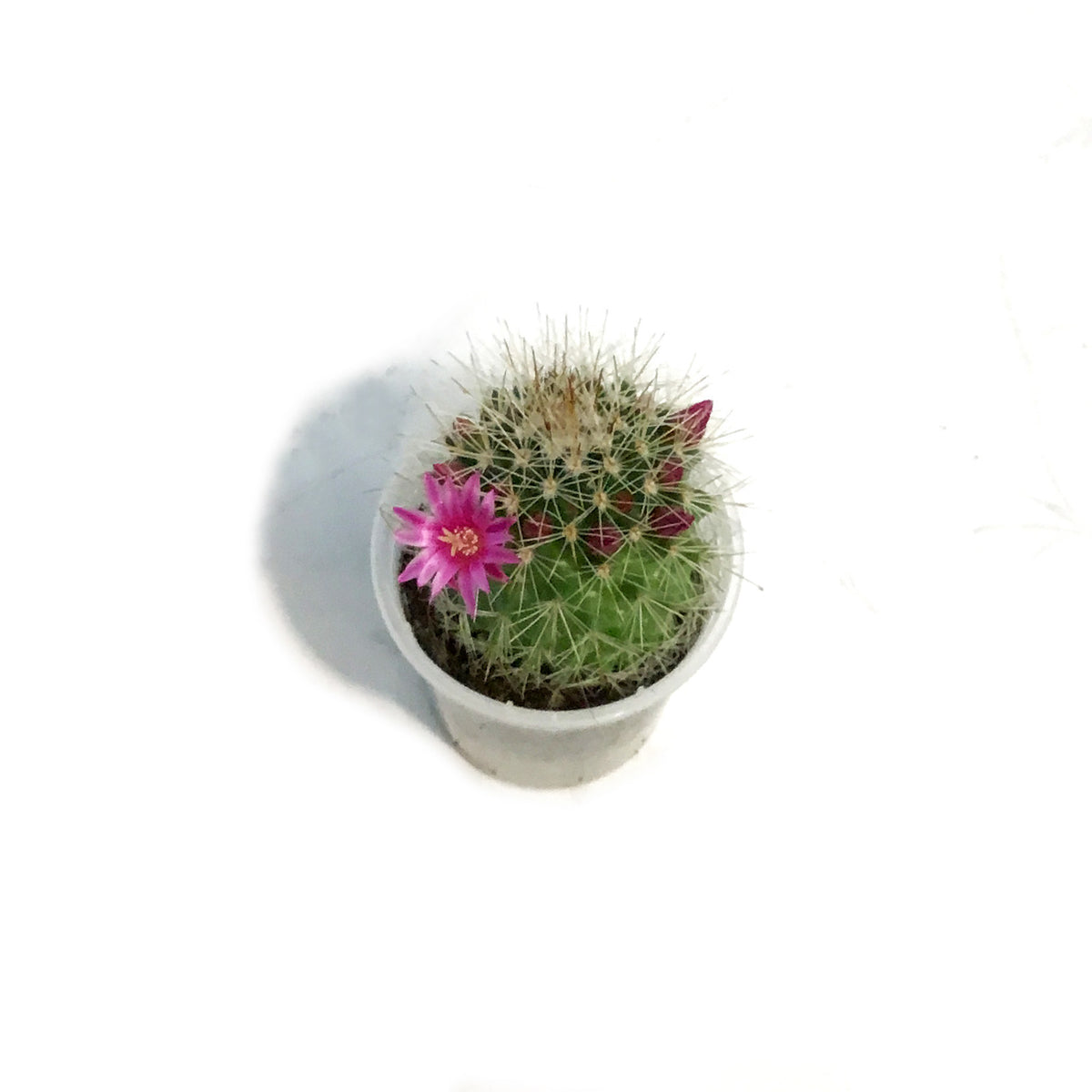 Cactus, 2.5in, Mammillaria Toluca
