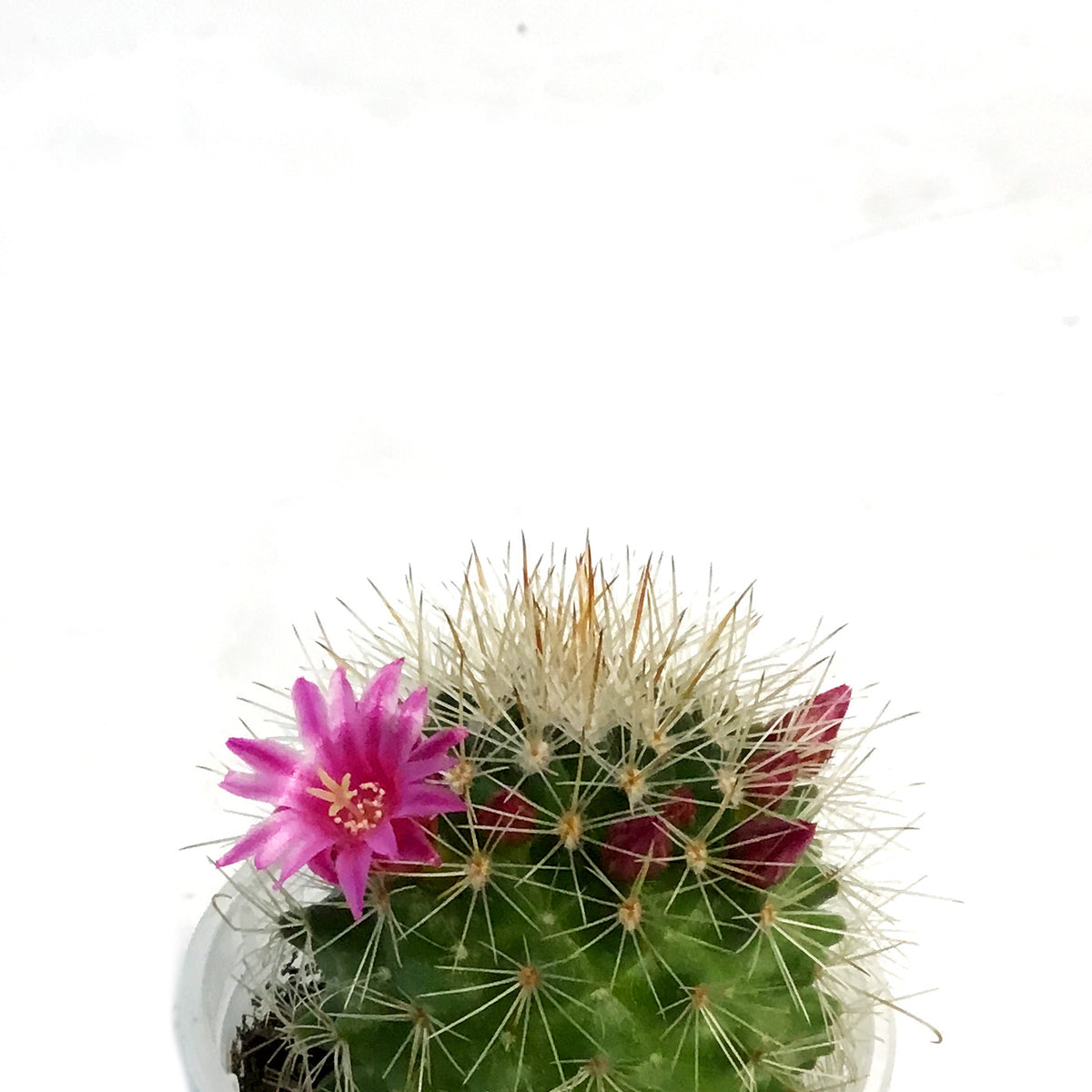Cactus, 2.5in, Mammillaria Toluca
