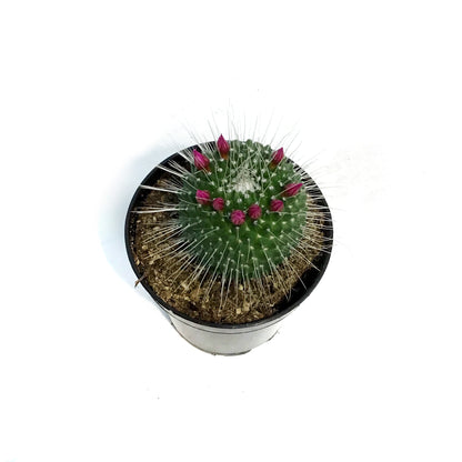 Cactus, 3.5in, Mammillaria 'Silver Arrows'