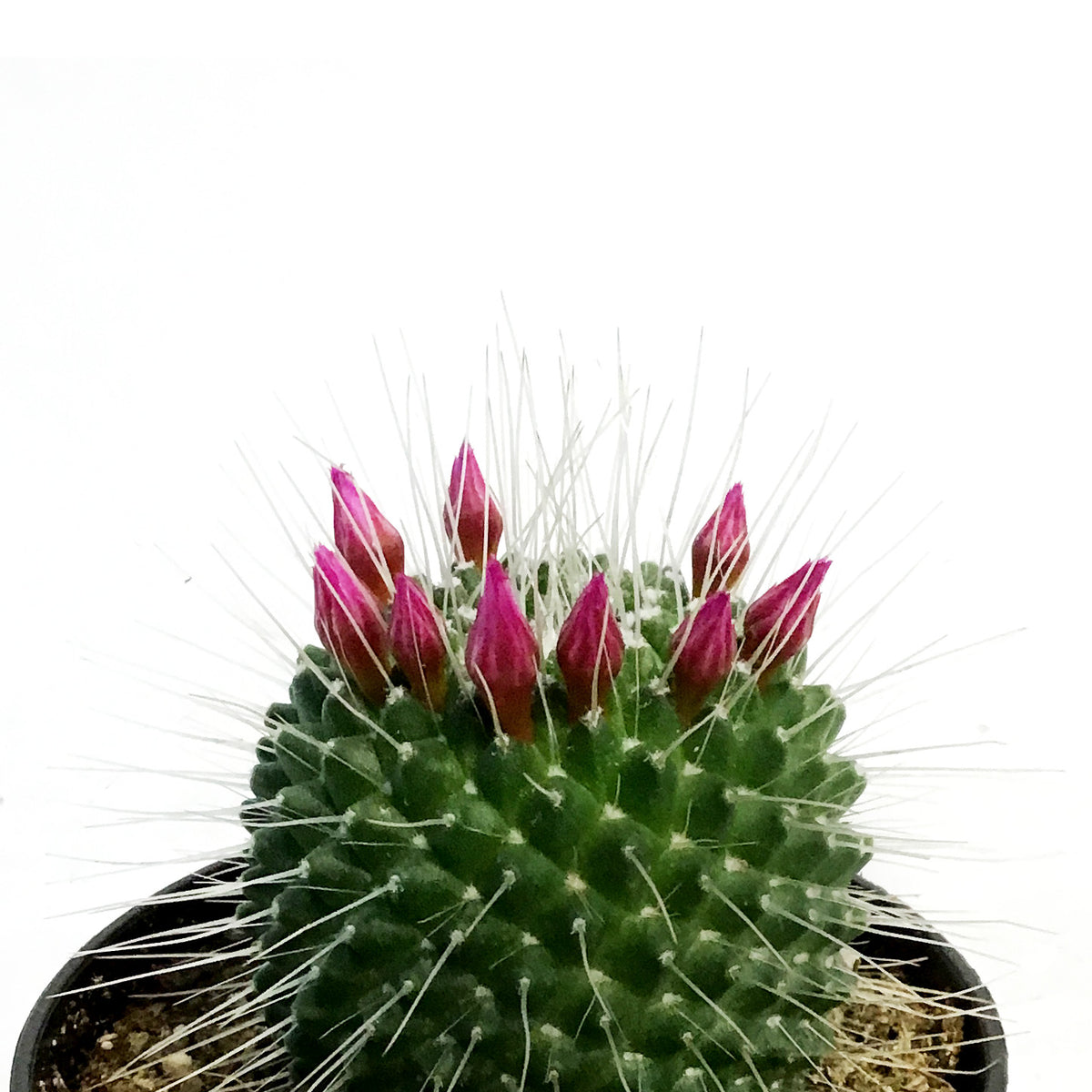 Cactus, 3.5in, Mammillaria 'Silver Arrows'