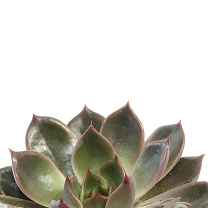 Succulent, 3.5in, Echeveria Mariposa