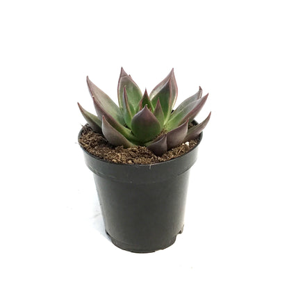 Succulent, 4in, Echeveria Agavoides red Shades