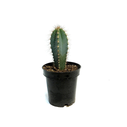 Cactus, 3.5in, P. azureus 'Blue Candle'