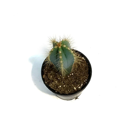 Cactus, 3.5in, P. azureus 'Blue Candle'