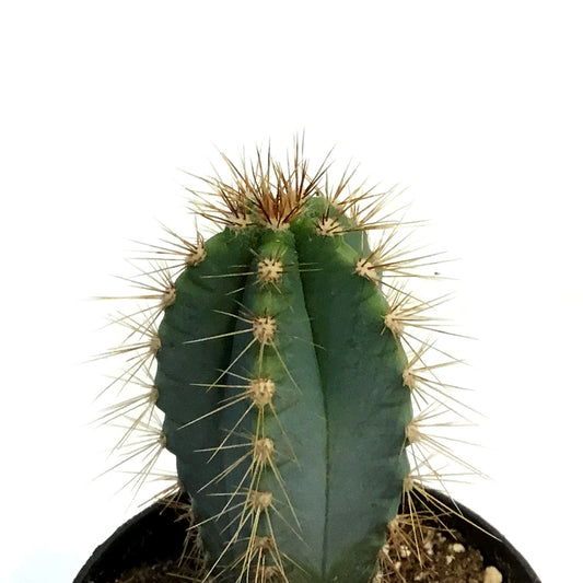 Cactus, 3.5in, P. azureus 'Blue Candle'