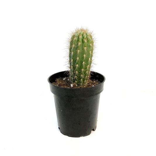 Cactus, 3.5in, Neoraimondia Gigantea