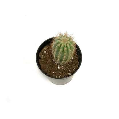 Cactus, 3.5in, Neoraimondia Gigantea