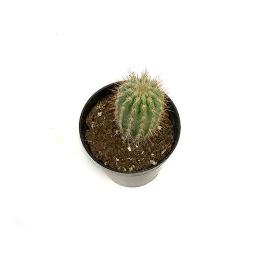 Cactus, 3.5in, Neoraimondia Gigantea