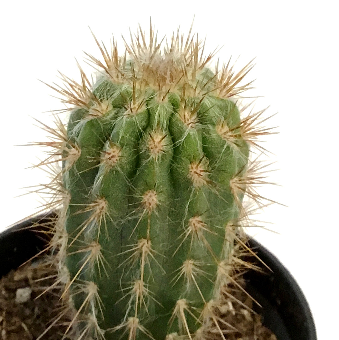 Cactus, 3.5in, Neoraimondia Gigantea