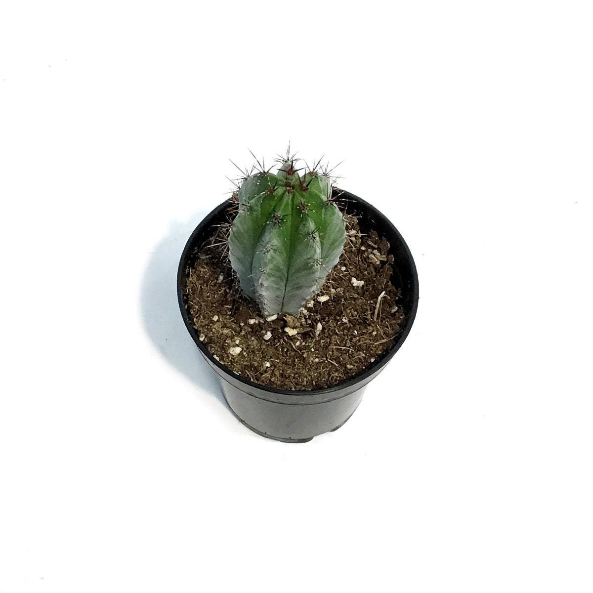 Cactus, 3.5in, Neocardenasia Herzogiana