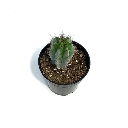 Cactus, 3.5in, Neocardenasia Herzogiana