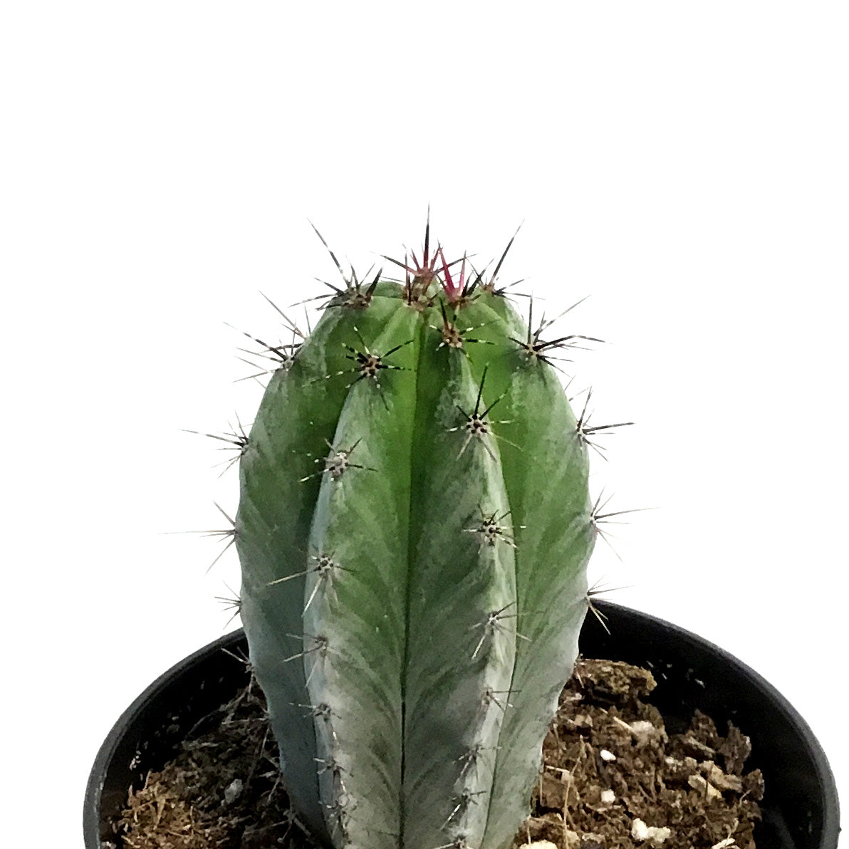 Cactus, 3.5in, Neocardenasia Herzogiana