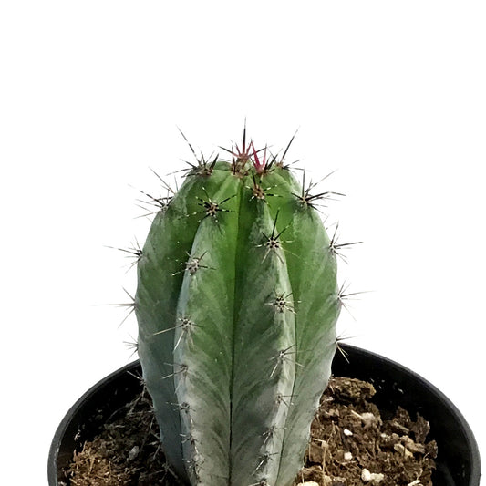 Cactus, 3.5in, Neocardenasia Herzogiana