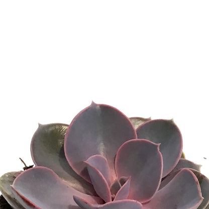 Succulent, 3.5in, Echeveria Purple Pearl
